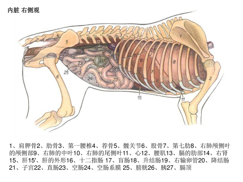 犬腹部内脏示意图图片